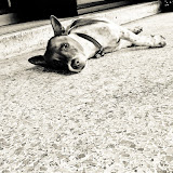 DSC00775