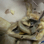 dissect08.jpg