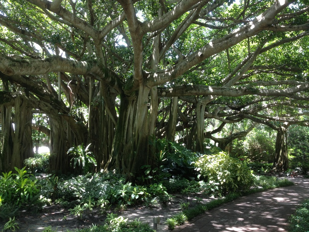[Banyan-tree5.jpg]
