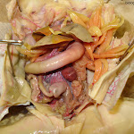 dissect24.jpg