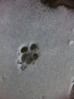 Even simply walking through antifreeze and then licking it off of paws can be lethal!
