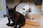 Fish like tilapia and salmon is low in mercury and good for dogs prone to itchy skin, like us Frenchies.