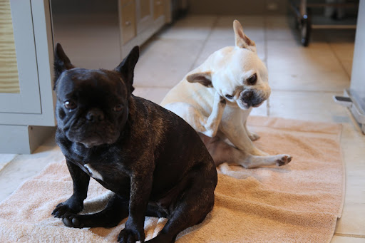 Fish like tilapia and salmon is low in mercury and good for dogs prone to itchy skin, like us Frenchies.