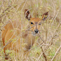 Bushbuck Doe