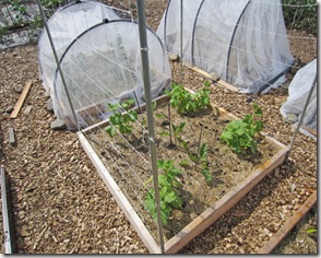 cukes&eggplant