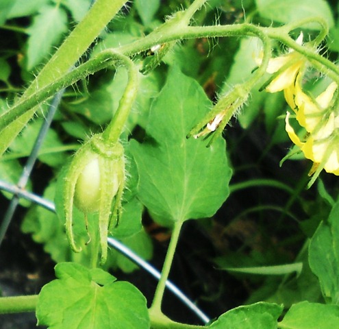 [garden1%255B3%255D.jpg]