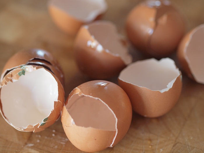 egg shell