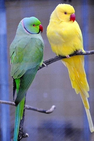 [Ring-Necked%2520Parakeets%2520DSC_0068%255B6%255D.jpg]