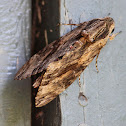 Convolvulus Hawk-moth