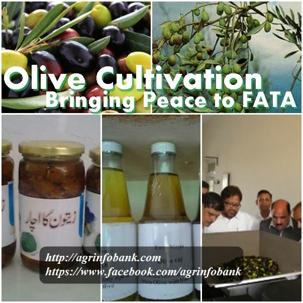 [Olive%2520Cultivation-Bringing%2520Peace%2520to%2520FATA%255B3%255D.jpg]