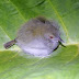 P1030646