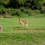 A Vicuna, a wild and increasingly rare version of the llama and alpaca.