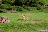 A Vicuna, a wild and increasingly rare version of the llama and alpaca.