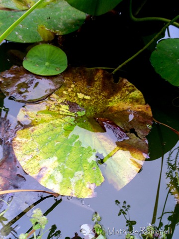 Lotus et Nénufar Lotus et Nénufar