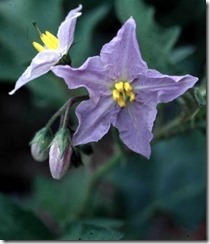 horse nettle