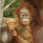 Jöööööö! das Baby von Rani