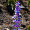 Tallpurpplant.jpg