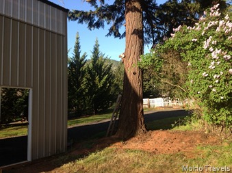 overhanging branches and the old coop are gone