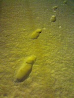 雪の足跡 雪の足跡