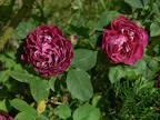 P1090040.JPG