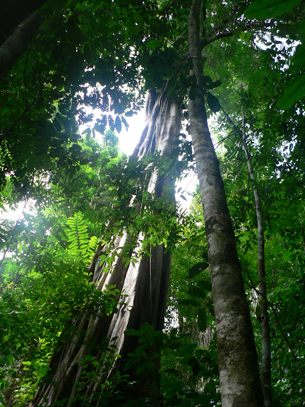 Dans la forêt près de Saül (Guyane). 1er décembre 2011. Photo : P. Fonteyne