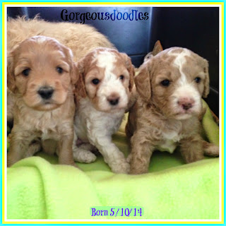labradoodle puppies from gorgeousdoodles labradoodle puppies from gorgeousdoodles