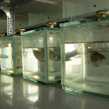 Laboratoires de poissons de lInstitut de Recherche sur les Pêcheries du Mekong
