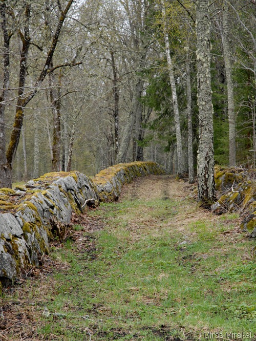 _DSC0028p