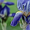 blueirises2sh1.jpg