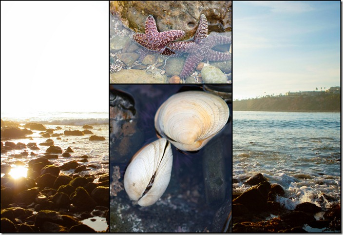 tidepools-1 tidepools-1