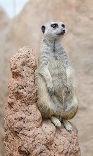 zoo-32