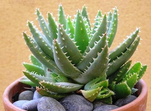 390651_Aloe_brevifolia2 390651_Aloe_brevifolia2