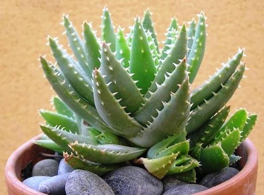 390651_Aloe_brevifolia2