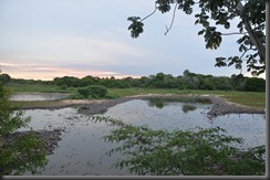 Thousands of caiman - Lisa