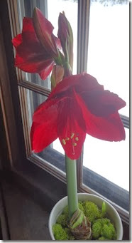 Amaryllis-Jan 2014 004