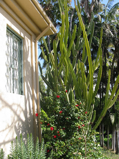 This cactus has become part of the architecture.