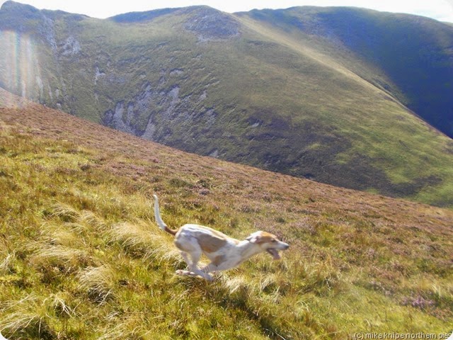 trail hound hurtling by