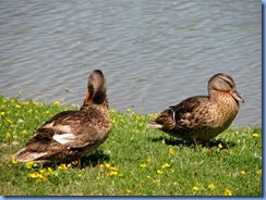 4058 Indiana - Fort Wayne, IN - Best Western Luxbury Inn - in front of hotel - Mallard ducks