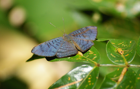 Riodinidae : Emesis lucinda CRAMER, 1775, mâle. Amazone Nature Lodge, Montagne de Kaw (Guyane). 18 novembre 2011. Photo : J.-M. Gayman