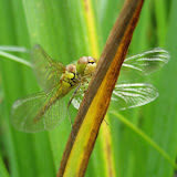 Migrant Hawker (female). A newly emerged dragonfly - check out how shiny her perfect wings are!