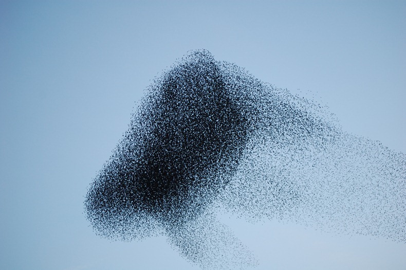 starling-murmuration-13