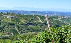 1383725592Colline-Moscato-3 1383725592Colline-Moscato-3