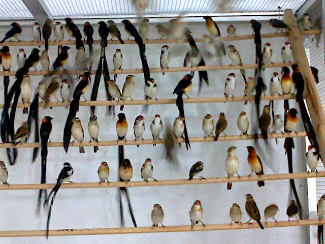 Jual aneka jenis burung finch dan burung hias harga burung