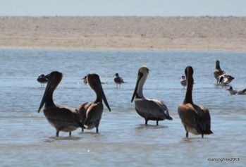 Bird gathering at the beach