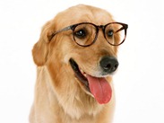 cachorro_inteligente