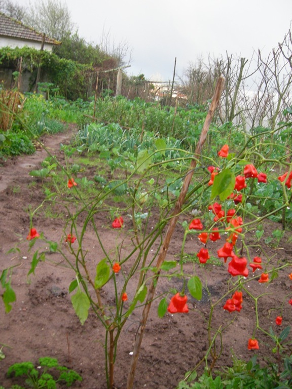 [DSCN6301%255B1%255D%255B3%255D.jpg]