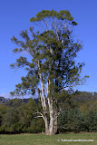 Nice tree