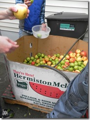 apple cider 10 apple cider 10