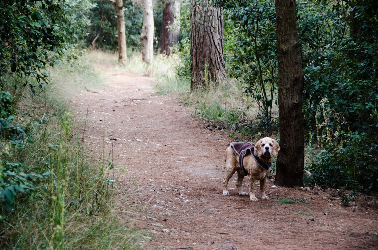 Chewy in Pula