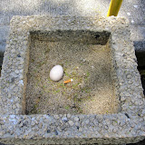 ...And you never know where they'll lay their eggs